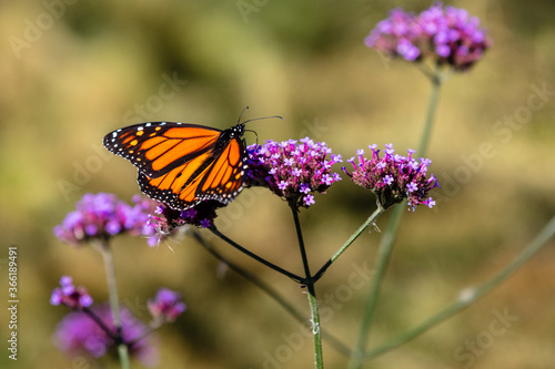 closeup of butterfly 