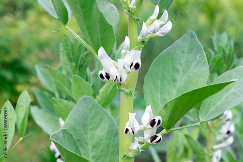 Blooming bean (Fabaceae) bushes. White flowers with black spots. Cultivated leguminous plants in the garden