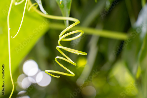 Beautiful spiral plant vine over green blurry background