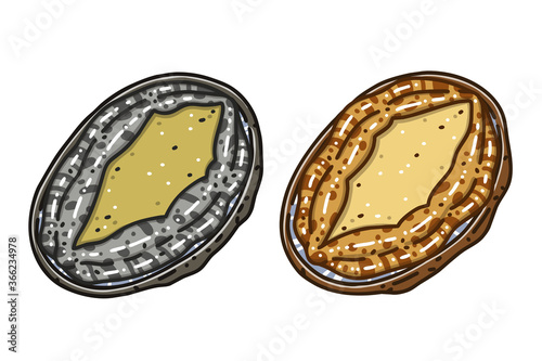 Two abalones. Colored vector illustrations set.