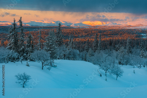 Swedish winter landscape at sunrise with snowcapped trees and mountains