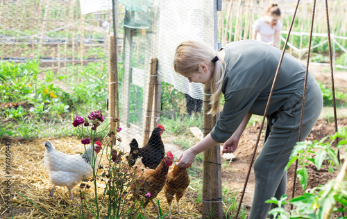 Focused woman feeding domestic chickens in small henhouse on family homestead