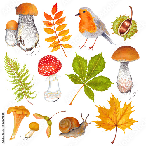  Watercolor autumn marker set colorful leaves of various trees, nuts, robin bird . Isolated on white background. Rowan tree , maple , horse chestnut , ash , birch and acorn