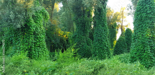 Forest with a climbing plant Kudzu in the sunset sunlight. Panorama.