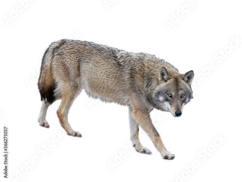 Walking gray wolf isolated on white