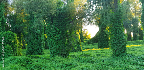 Forest with a climbing plant Kudzu in the sunset sunlight. Panorama.