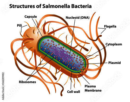 Salmonella bacteria structures with labels for pili, nucleoid DNA, capsule, flagella, cytoplasm, plasmid, plasma membrane, cell wall and ribosomes.