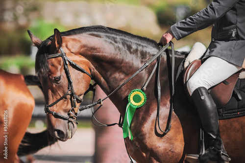 A beautiful Bay racehorse with a rider in the saddle was awarded a green rosette for participating in equestrian competitions on a summer day. Winner.