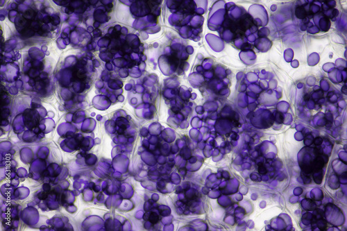 Microscopic view of a potato starch in potato tuber cells. Iodine stain. Brightfield illumination.
