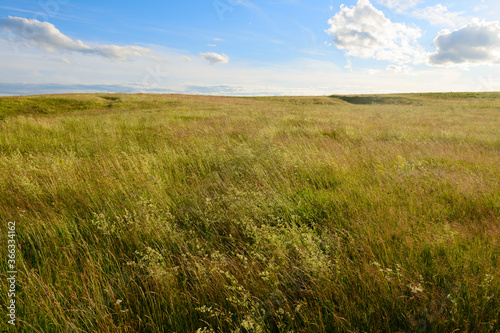 Summer evening landscape with field and blue sky