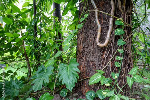 Big old tree trunk supporting small plants.