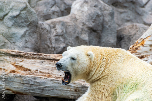 Polar Bear Ursus maritimus Howling 