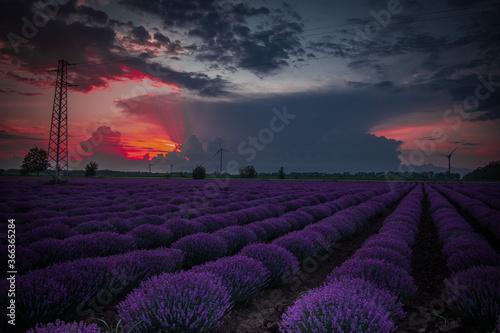Sunset time above lavender field near by Kavarna town, Bulgaria, shot in the end of June 2020