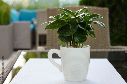 Arabian coffee (Coffea arabica) in a white cup on the table. Decorating tables in a restaurant.