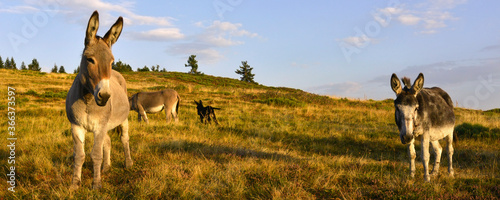 Panoramique deux ânes en prairie au soleil couchant, Ardèche en Auvergne-Rhône-Alpes France