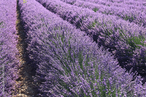 Floral background: rows of blooming lavender