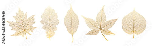 Set leaves of gold on white. Vector illustration. 