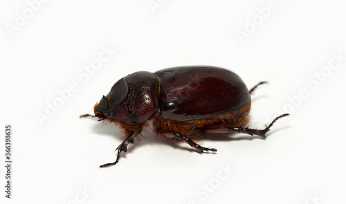 European rhinoceros beetle (Oryctes nasicornis) is a large flying beetle belonging to the subfamily Dynastinae.