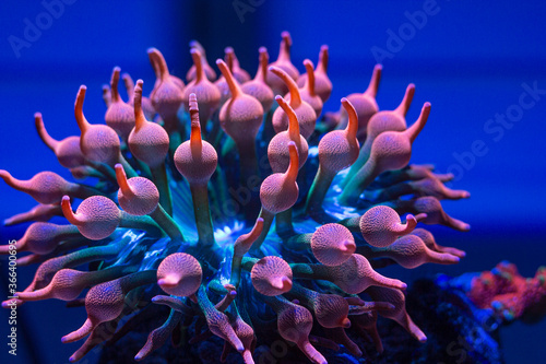 Rainbow Bubble tip anemone in reef tank