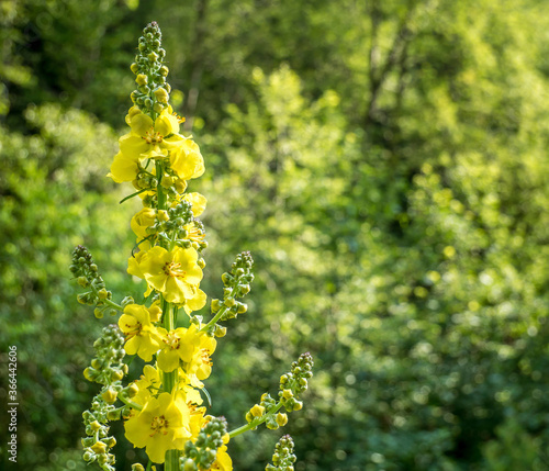 Agrimonia eupatoria yellow flower with small bokeh lights as background.