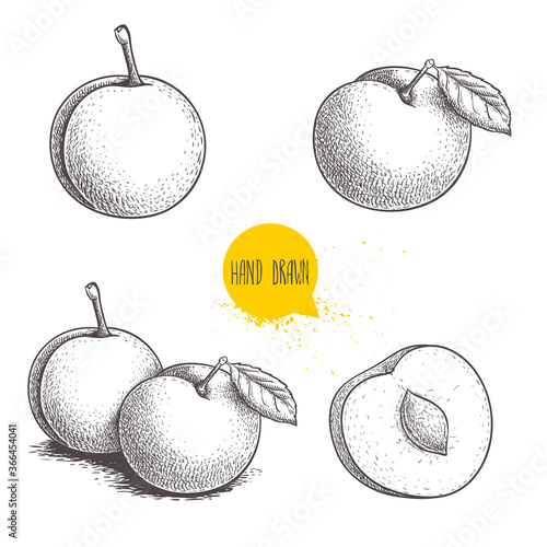 Hand drawn sketch style mirabelle plums set. Plums collection in retro style. Fresh fruits illustrations. Vector drawing isolated on white background.