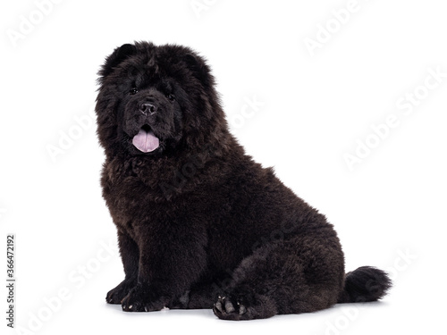 Majestic solid black Chow Chow dog pup, sitting up side ways. Looking towards camera. Mouth open and blue tongue out.