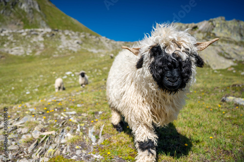 Valais Blacknose sheep on Nufenenpass in the Valais Alps