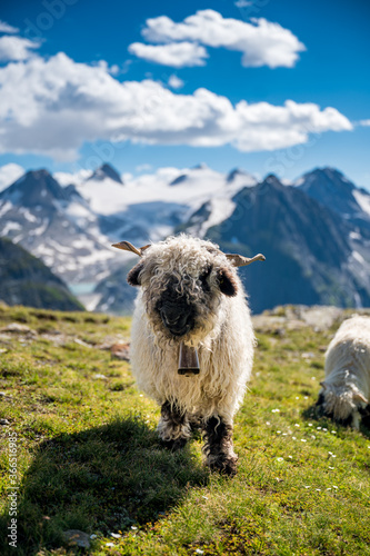 Valais Blacknose sheep of the Valais Alps