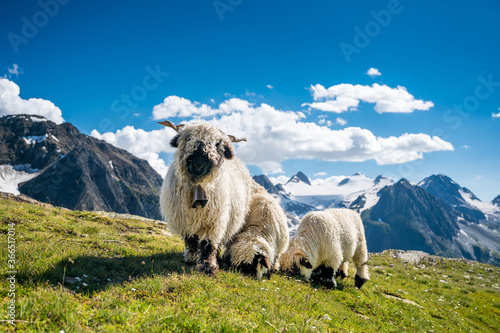 Valais Blacknose sheep on Nufenenpass in the Valais Alps