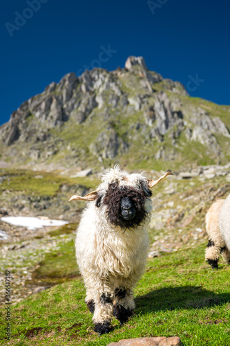 Valais Blacknose sheep on Nufenenpass in the Valais Alps