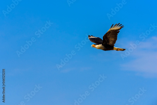 The northern crested caracara in flight (Caracara cheriway), also called the northern caracara and crested caracara.