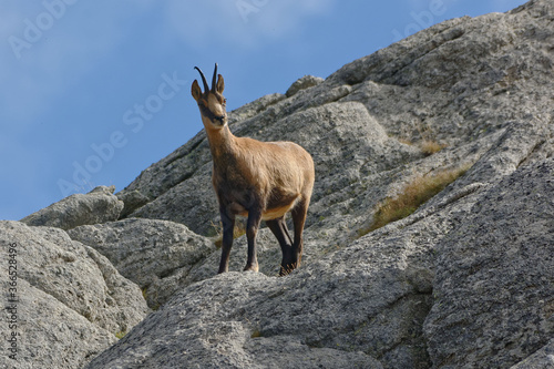 A Pyrenean chamois (Rupicapra pyrenaica) standing on a rock in Pyrénées-Orientales, France