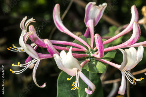 Flower of Italian Woodbine (Lonicera caprifolium)