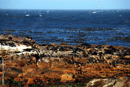 Africa- Cape of Good Hope rocks with Seals and Birds