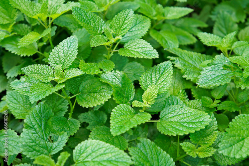 Lemon balm, common balm or balm mint (Melissa officinalis) on garden