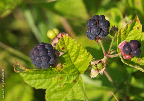 European dewberry ripe fruits, Rubus caesius 