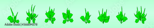 plantain medical botanical isolated illustration