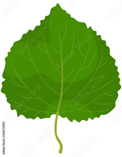 Leaf of lipa isolated on white background. Part of tree in cartoon style.
