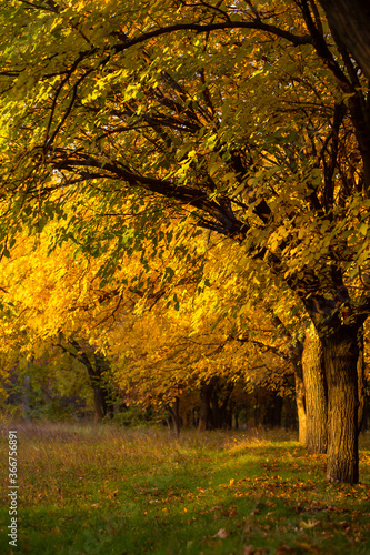 Beautiful autumn park. Picturesque nature, golden trees in the rays of the sun.