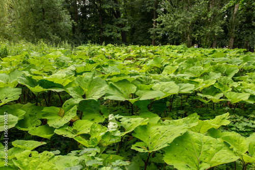 Dziki rabarbar (Rheum altaicum L.)