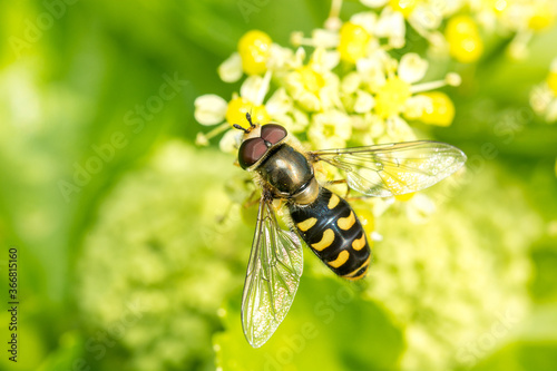 A macro image of a Hoverfly, syrphid fly, feeding on yellow flowers. The larvae of these eat aphids which pleases gardeners.