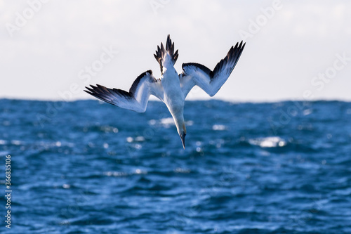 Australasian Gannet diving for fish