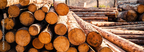 Log spruce trunks pile. Sawn trees from the forest. Logging timber wood industry. Cut trees along a road prepared for removal.