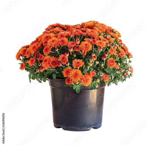 Large potted orange Chrysanthemums isolated over a white background.