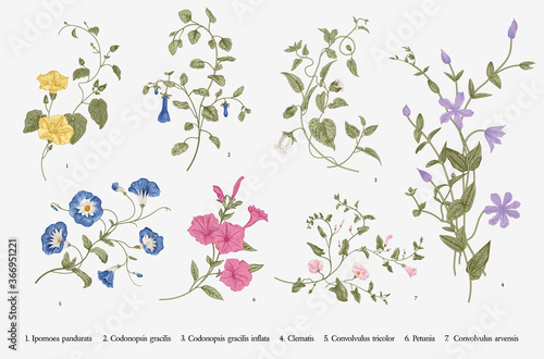 Vintage vector botanical illustration. Set. Climbing plants. Colorful