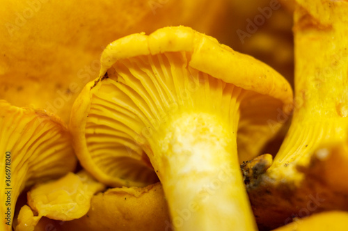 Yellow edible forest mushrooms. Agaricus cantharellus. Autumn food close-up macro photography