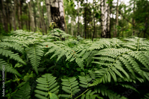 beautiful fern in siberian forest