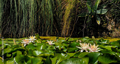 Water lily flowers.