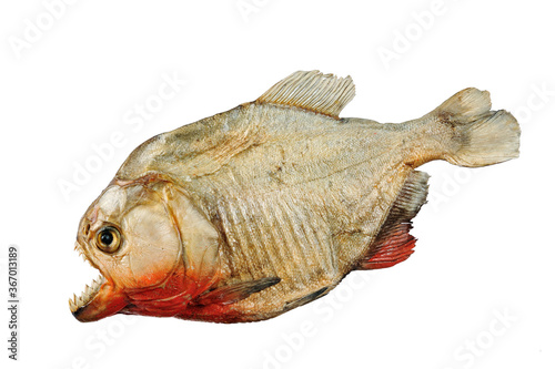 Piranha isolated on white background