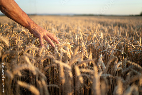 Farmers hands going through crops in wheat field in sunset.